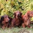 Airin,Archie,Amlka,Mary a Barny