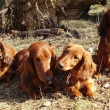 Cilka,Dirk,Mary a Luisa