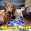 Caramela,Cathie a Casper z Achtu