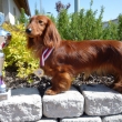 Queen MaryAmery MVP Praha 2009-CAC,CACIB