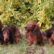 Airin,Archie,Amlka a Barny