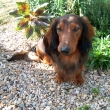 Barny z Ach�tu