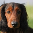 Archie