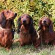 Airin,Archie a Amlka z Achtu